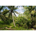 12x8ft Tropical Island Backdrops for Photography Coconut Palm Trees Background Island Wedding Backdrop Summer Theme Party Siesta Holiday Green Spring Summer Photo Studio Video Props - size: 12x8ft